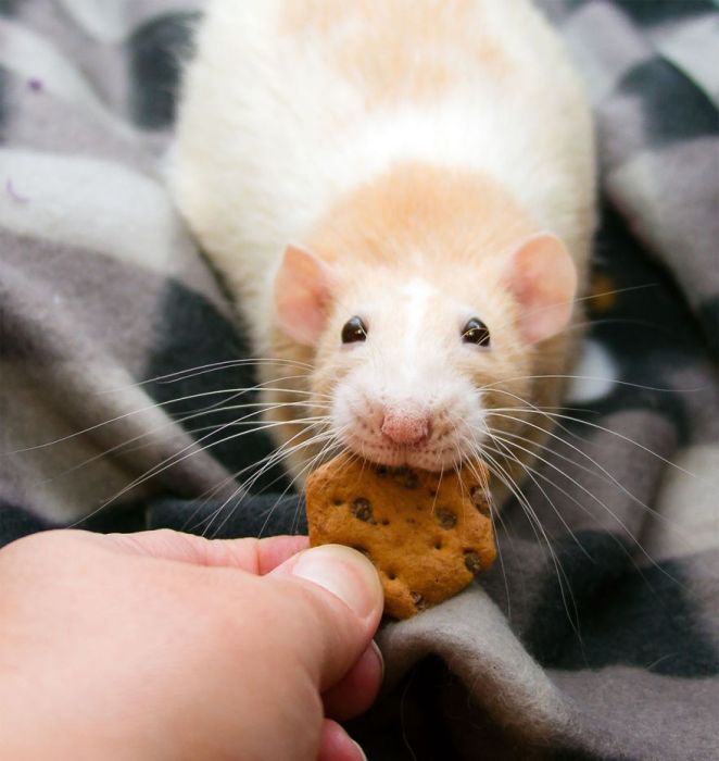 Hang Out With Marty The Mouse At The Marty Mouse House (28 pics)