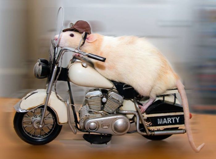 Hang Out With Marty The Mouse At The Marty Mouse House (28 pics)