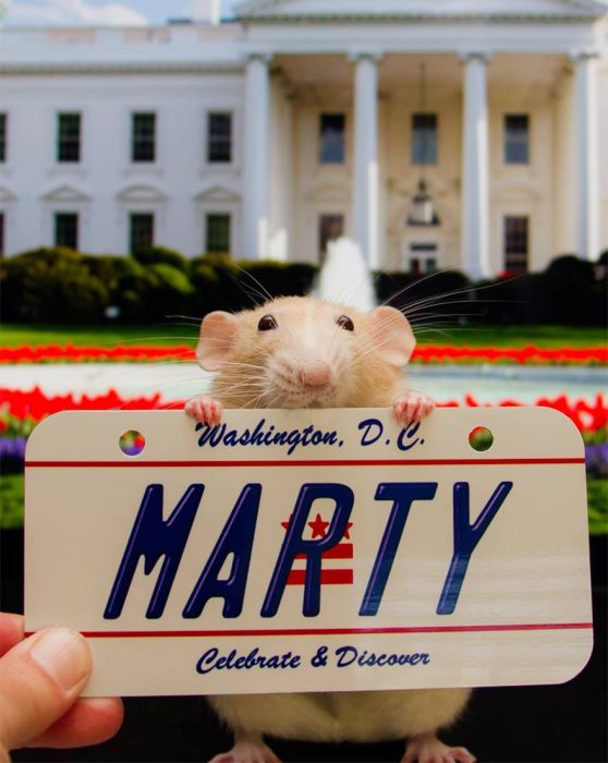 Hang Out With Marty The Mouse At The Marty Mouse House (28 pics)