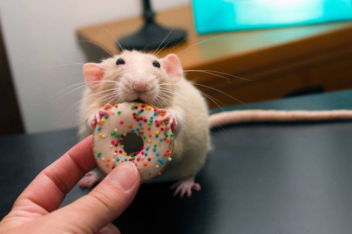 Hang Out With Marty The Mouse At The Marty Mouse House (28 pics)