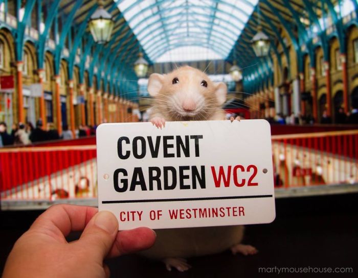 Hang Out With Marty The Mouse At The Marty Mouse House (28 pics)