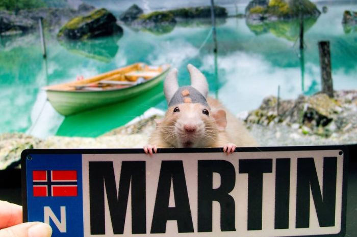 Hang Out With Marty The Mouse At The Marty Mouse House (28 pics)