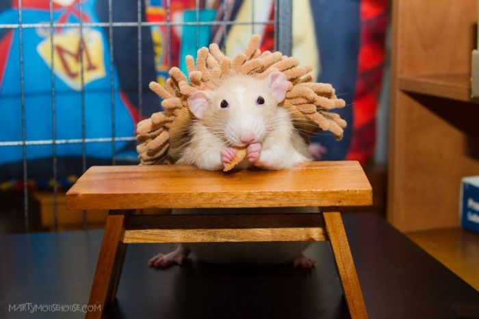 Hang Out With Marty The Mouse At The Marty Mouse House (28 pics)