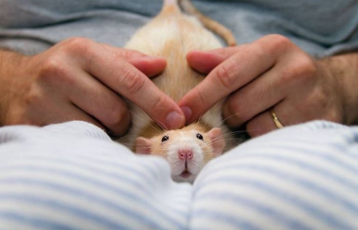 Hang Out With Marty The Mouse At The Marty Mouse House (28 pics)