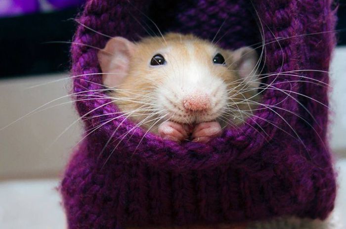 Hang Out With Marty The Mouse At The Marty Mouse House (28 pics)