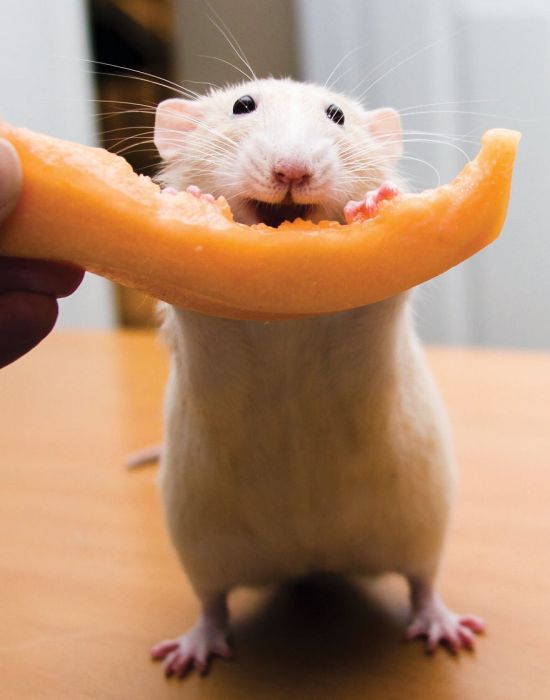 Hang Out With Marty The Mouse At The Marty Mouse House (28 pics)