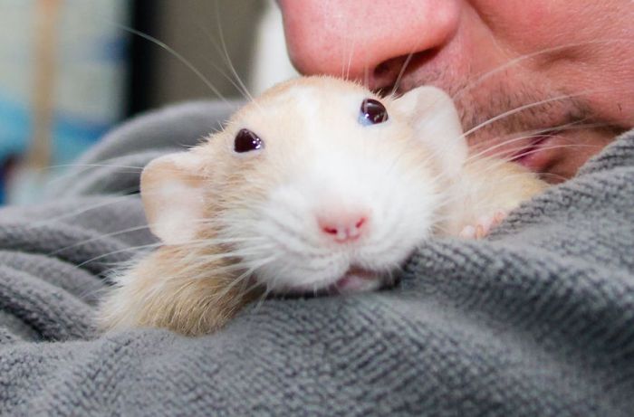 Hang Out With Marty The Mouse At The Marty Mouse House (28 pics)