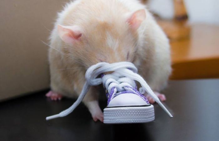Hang Out With Marty The Mouse At The Marty Mouse House (28 pics)