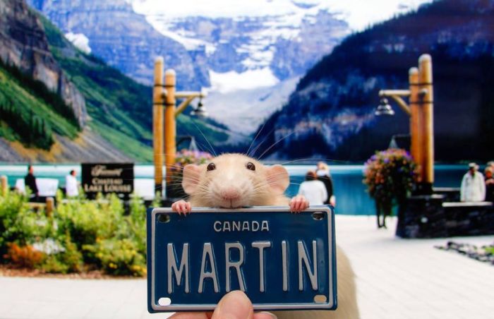 Hang Out With Marty The Mouse At The Marty Mouse House (28 pics)