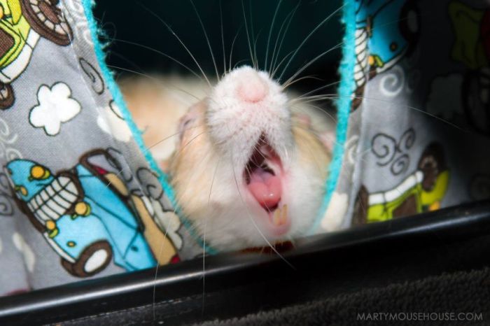 Hang Out With Marty The Mouse At The Marty Mouse House (28 pics)