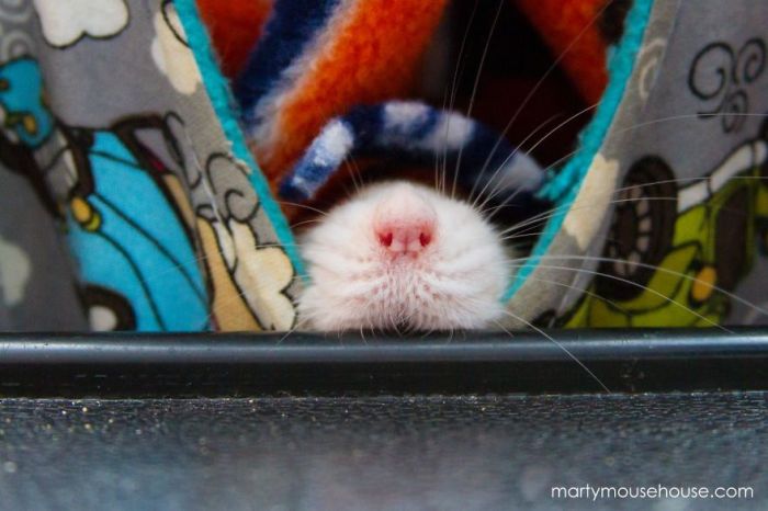 Hang Out With Marty The Mouse At The Marty Mouse House (28 pics)