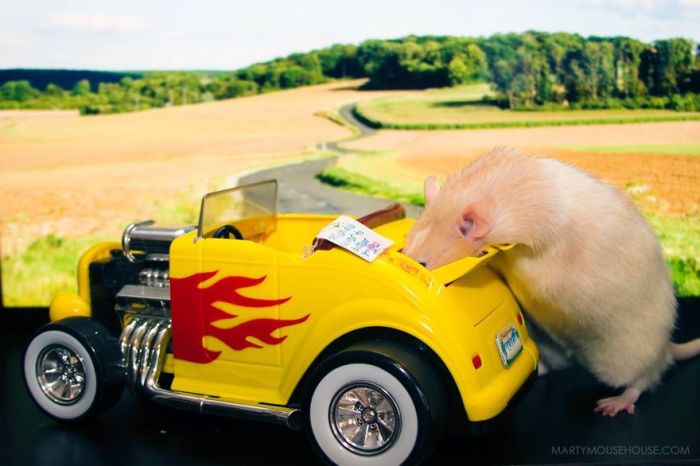 Hang Out With Marty The Mouse At The Marty Mouse House (28 pics)