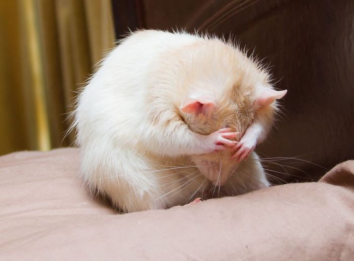 Hang Out With Marty The Mouse At The Marty Mouse House (28 pics)