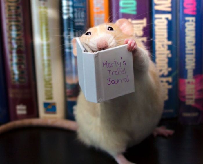 Hang Out With Marty The Mouse At The Marty Mouse House (28 pics)