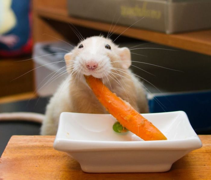 Hang Out With Marty The Mouse At The Marty Mouse House (28 pics)