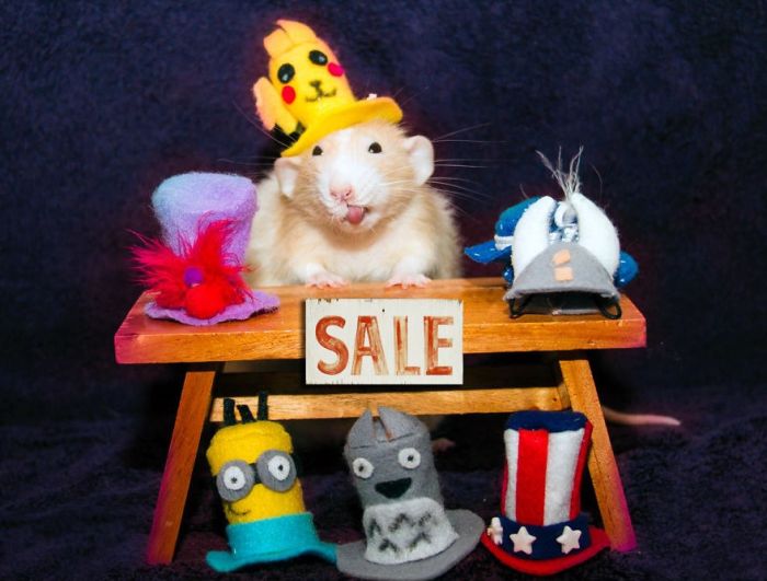 Hang Out With Marty The Mouse At The Marty Mouse House (28 pics)