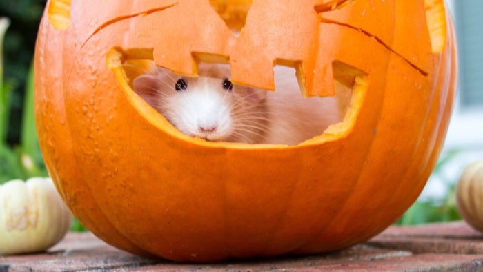 Hang Out With Marty The Mouse At The Marty Mouse House (28 pics)