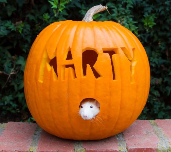 Hang Out With Marty The Mouse At The Marty Mouse House (28 pics)