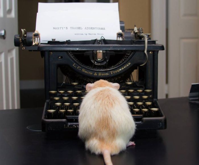 Hang Out With Marty The Mouse At The Marty Mouse House (28 pics)