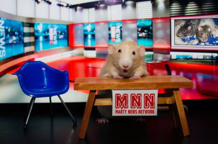 Hang Out With Marty The Mouse At The Marty Mouse House (28 pics)