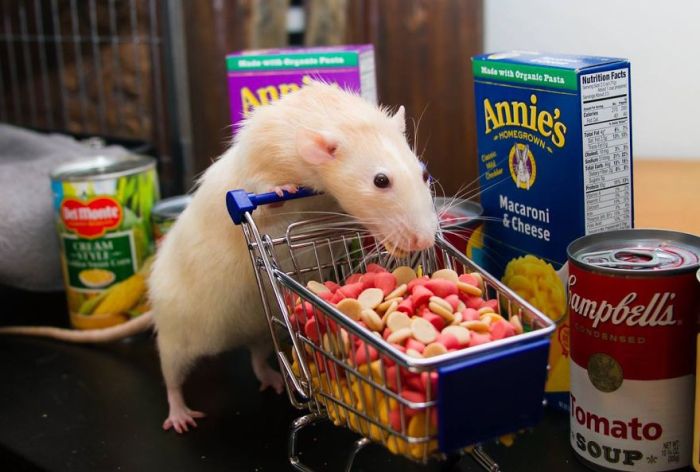 Hang Out With Marty The Mouse At The Marty Mouse House (28 pics)