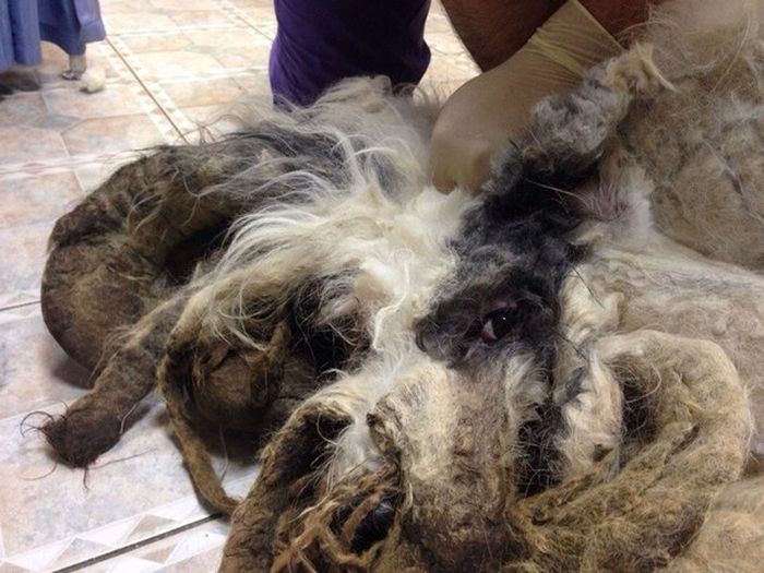 You Won't Believe There's A Dog Under All That Fur (19 pics)