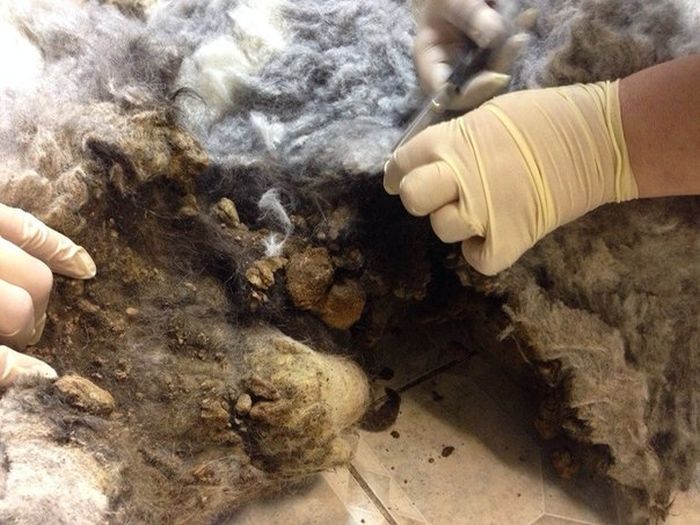 You Won't Believe There's A Dog Under All That Fur (19 pics)