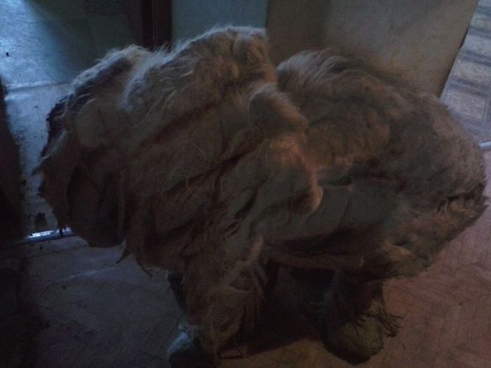 You Won't Believe There's A Dog Under All That Fur (19 pics)