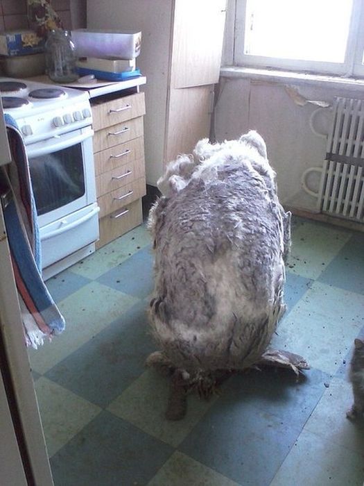 You Won't Believe There's A Dog Under All That Fur (19 pics)