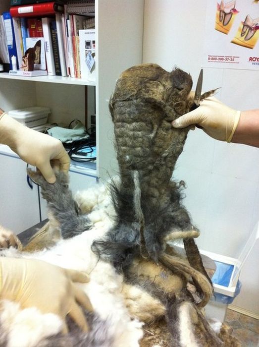 You Won't Believe There's A Dog Under All That Fur (19 pics)