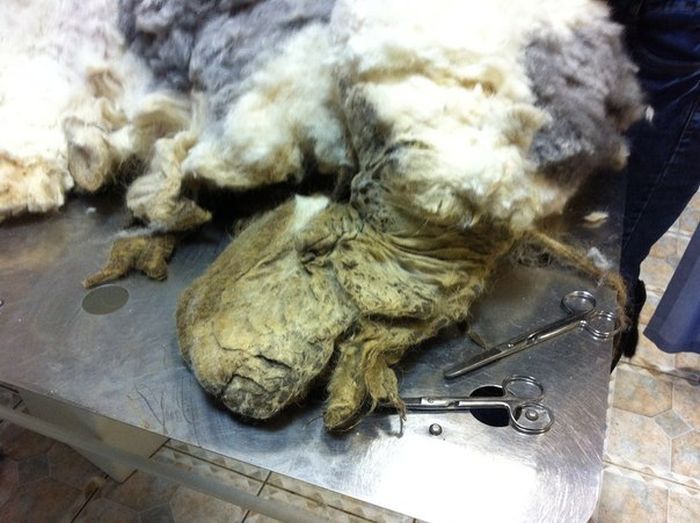 You Won't Believe There's A Dog Under All That Fur (19 pics)