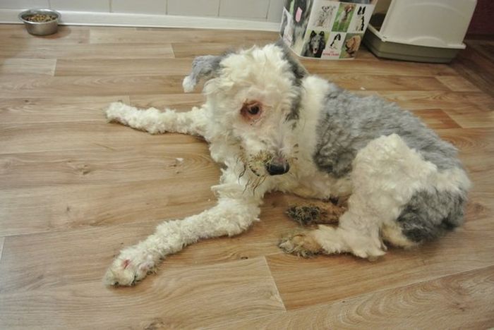You Won't Believe There's A Dog Under All That Fur (19 pics)