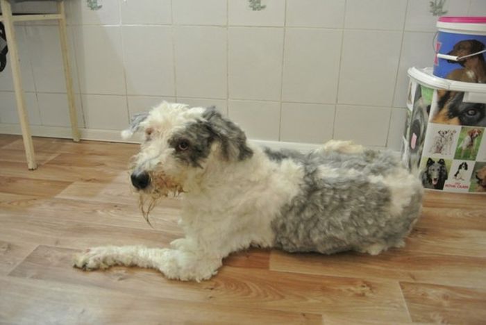 You Won't Believe There's A Dog Under All That Fur (19 pics)