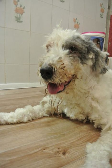 You Won't Believe There's A Dog Under All That Fur (19 pics)