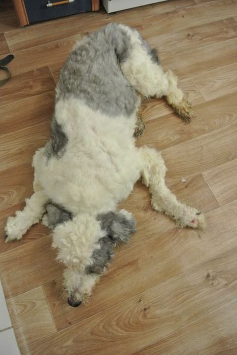 You Won't Believe There's A Dog Under All That Fur (19 pics)