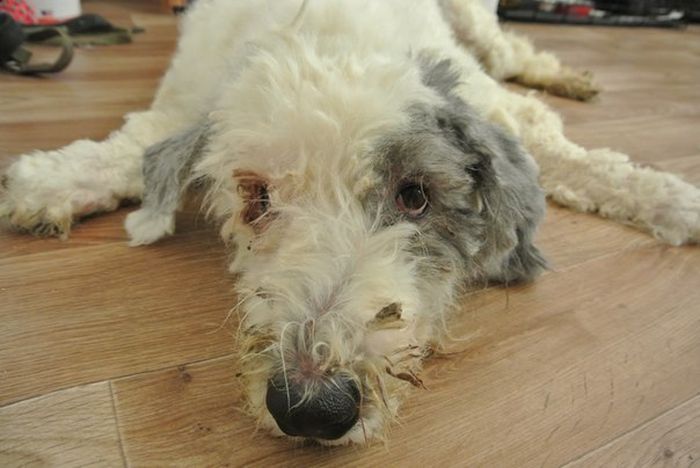 You Won't Believe There's A Dog Under All That Fur (19 pics)