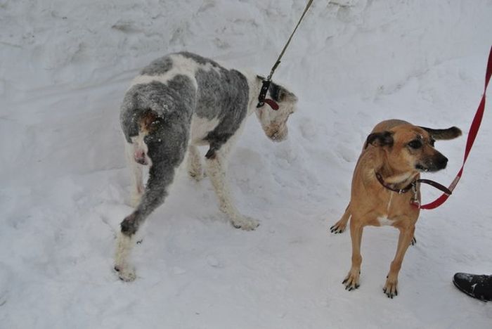 You Won't Believe There's A Dog Under All That Fur (19 pics)