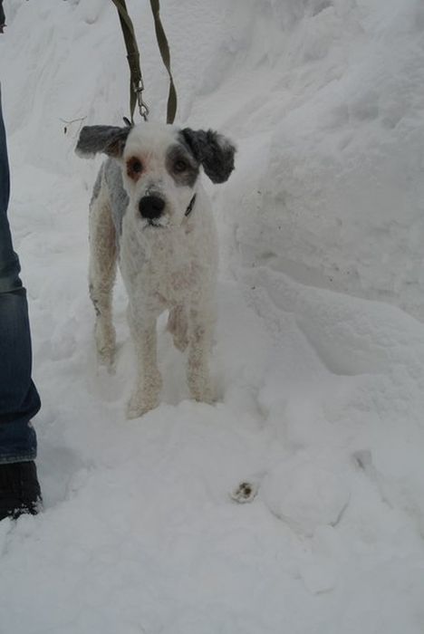 You Won't Believe There's A Dog Under All That Fur (19 pics)