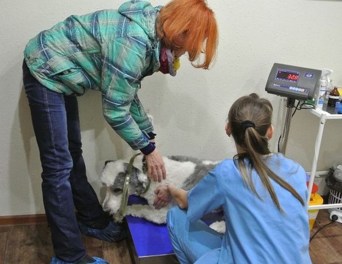 You Won't Believe There's A Dog Under All That Fur (19 pics)