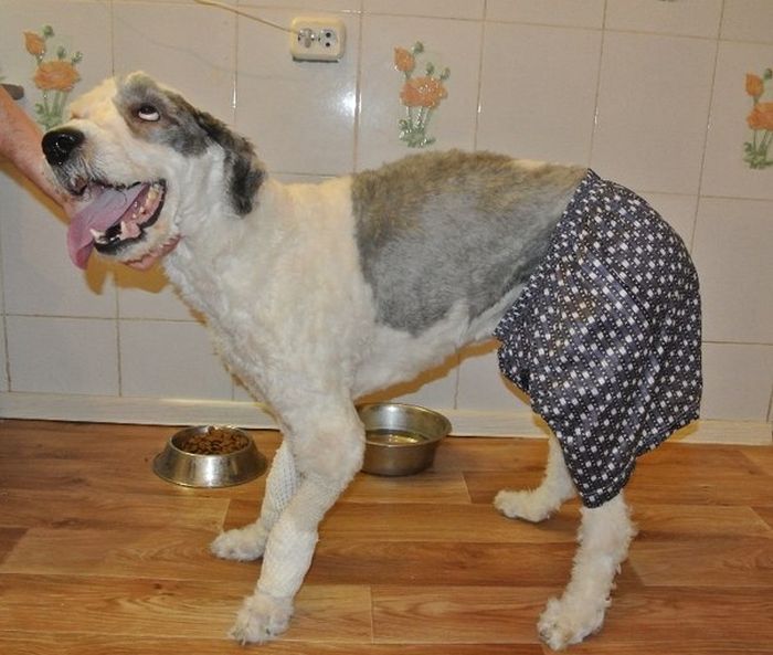 You Won't Believe There's A Dog Under All That Fur (19 pics)