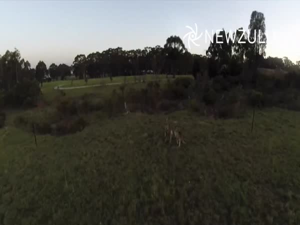 Drone Vs Kangaroo