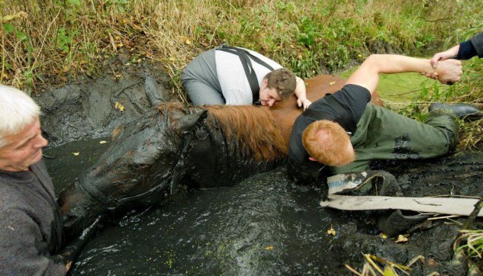 This Horse Was Not Having A Good Day (7 pics)