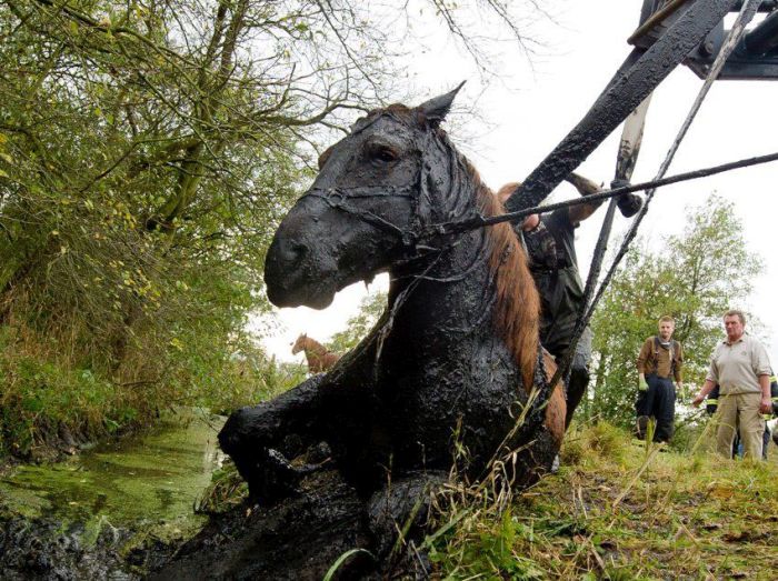 This Horse Was Not Having A Good Day (7 pics)