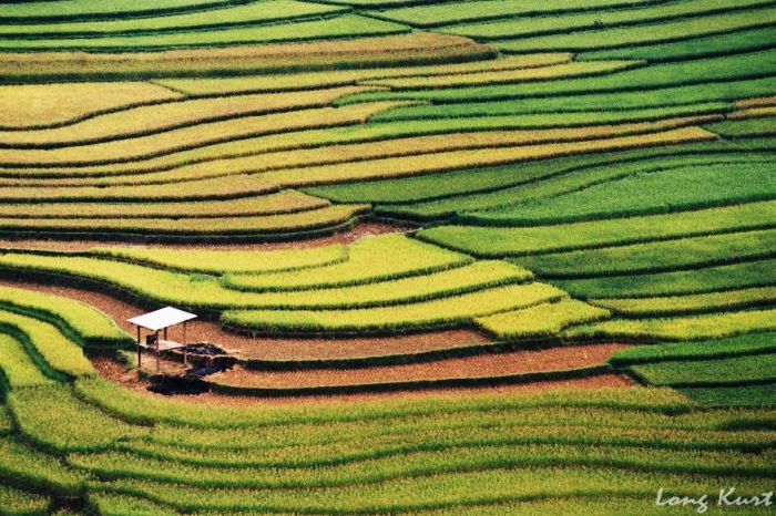 Rice Fields Look Amazing Through A Bird's Eye View (44 pics)