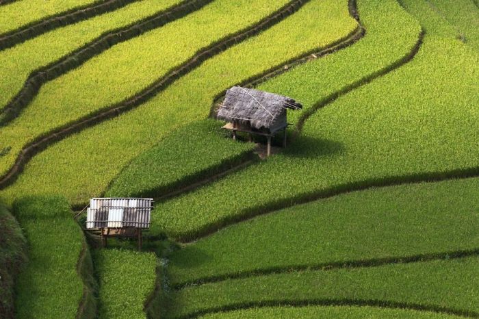 Rice Fields Look Amazing Through A Bird's Eye View (44 pics)