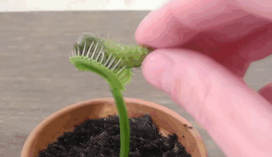 This Venus Flytrap Wants To Wish You A Merry Christmas (6 pics)