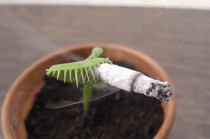 This Venus Flytrap Wants To Wish You A Merry Christmas (6 pics)