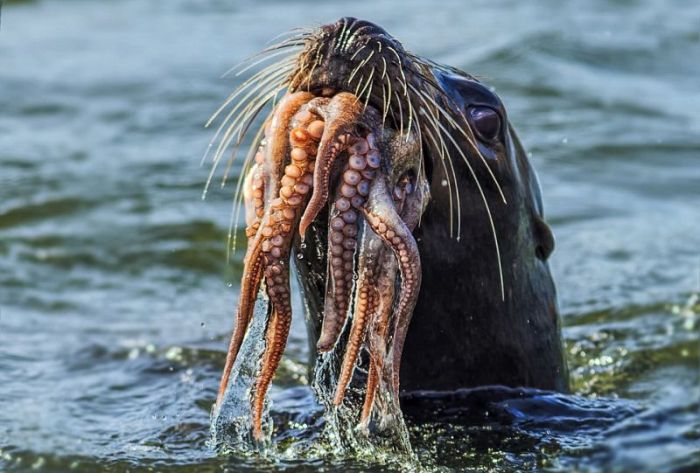 Octopus, It's What's For Dinner (10 pics)