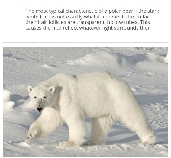 Facts You Probably Don't Know About Polar Bears (25 pics)