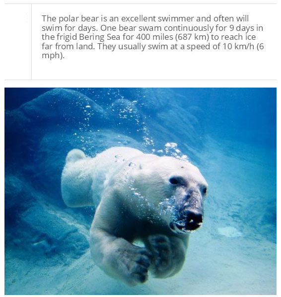 Facts You Probably Don't Know About Polar Bears (25 pics)